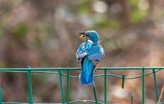 小翠鸟（三十三）