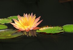 《睡莲花6》
