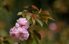 樱花 (3)