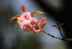 樱花 (3)