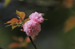 樱花 (3)