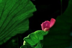 【视觉光影】夏 日 荷 莲 （6）
