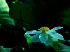 【视觉光影】夏 日 荷 莲 （6）