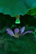 【视觉光影】夏 日 荷 莲 （6）