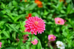 深秋时节的小花依然绽放