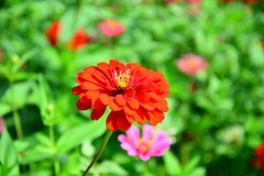 深秋时节的小花依然绽放