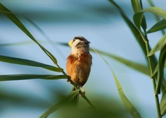 震旦雅雀（21）-----幼鸟