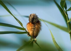 震旦雅雀（21）-----幼鸟