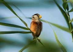 震旦雅雀（21）-----幼鸟