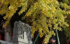 宝通寺拍银杏一