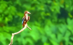 公园的大翠鸟 （5）