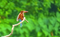 公园的大翠鸟 （5）