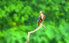 公园的大翠鸟 （5）