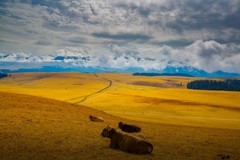 新疆喀拉峻草原 11