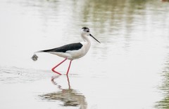 鸟中仙子---黑翅长脚鹬（十）