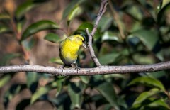 小黄雀（二十七）