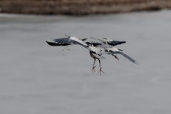 鹭鸟（25 结尾篇）