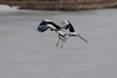鹭鸟（25 结尾篇）
