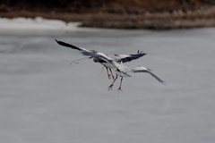 鹭鸟（25 结尾篇）