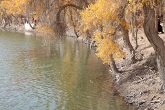 塔里木河胡扬林--152