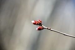 阳春三月满园桃花含苞待放