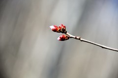 阳春三月满园桃花含苞待放