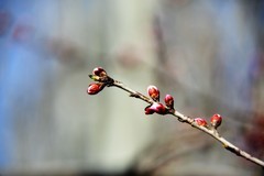 阳春三月满园桃花含苞待放