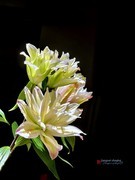 重瓣香水百合花（手机拍，第二集）——10P