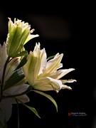 重瓣香水百合花（手机拍，第二集）——10P