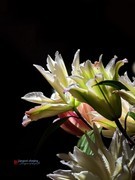 重瓣香水百合花（手机拍，第二集）——10P