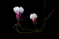 白玉兰—(黑背景)