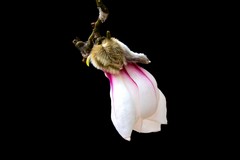 白玉兰—(黑背景)