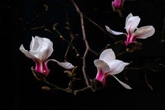 白玉兰—(黑背景)