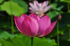 夏荷（续2）
