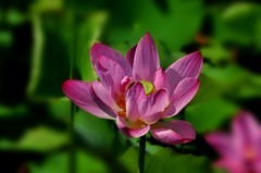夏荷（续2）