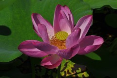 夏荷（续2）