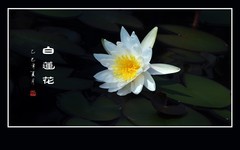 冰清玉洁白莲瓣，不染污泥圣洁花