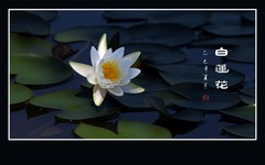 冰清玉洁白莲瓣，不染污泥圣洁花