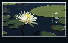 冰清玉洁白莲瓣，不染污泥圣洁花