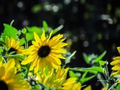 向日葵