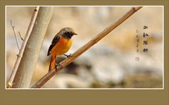 灵动漂亮的小鸟-北红尾鸲