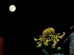 【视觉光影】趵 突 菊 韵 （7）