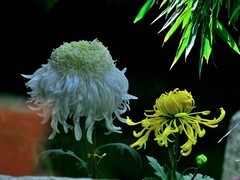 【视觉光影】趵 突 菊 韵 （7）