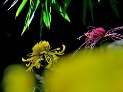 【视觉光影】趵 突 菊 韵 （7）