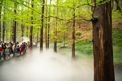国家植物园水杉林雾化喷泉之三