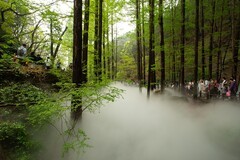 国家植物园水杉林雾化喷泉之三