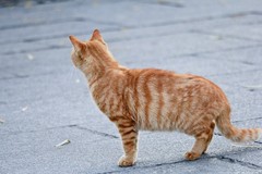 抓拍——机警悠闲的小野猫