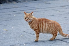 抓拍——机警悠闲的小野猫