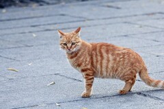 抓拍——机警悠闲的小野猫