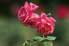 2026110 月 季 花